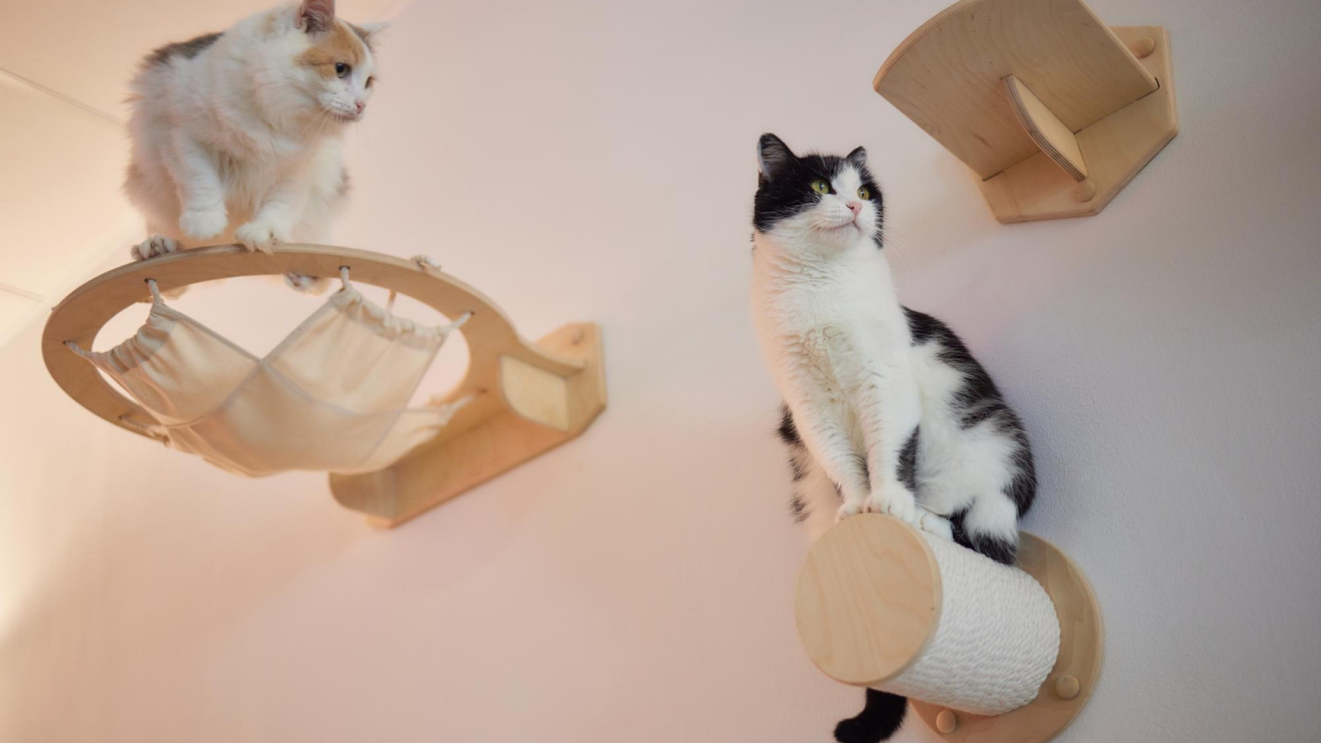 Les accessoires indispensables pour le bien-être des chats